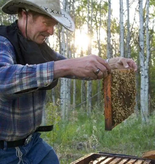 Featured image for “Berry Picking and Honey Farms”