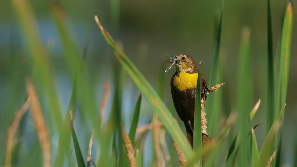 Featured image for “Bird and Wildlife Viewing”