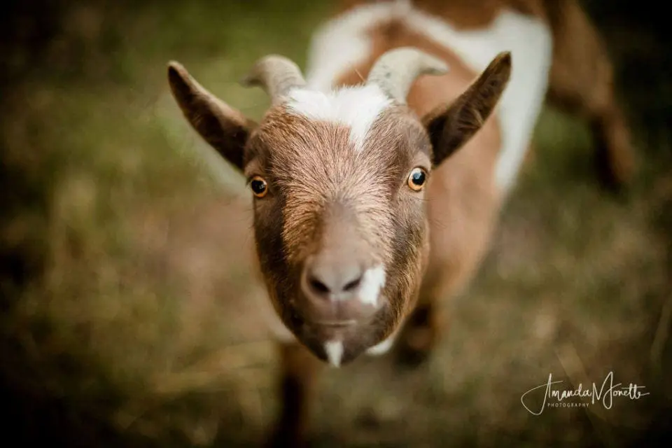 Corn Maze farm animals