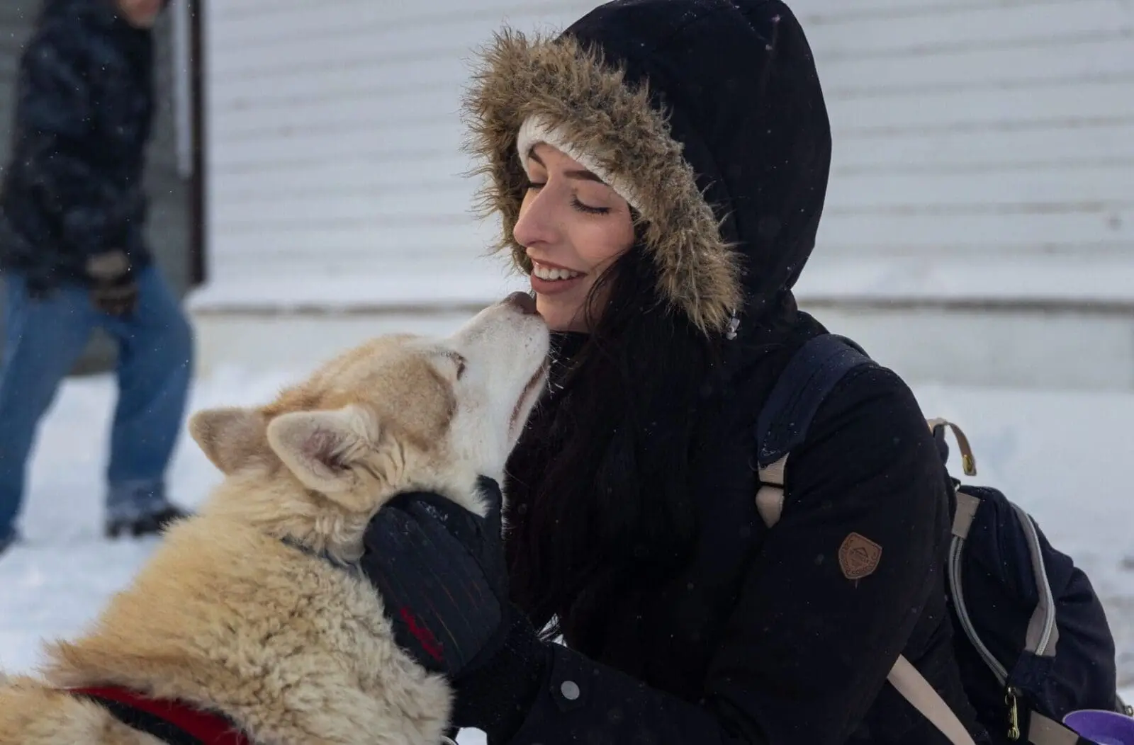 Featured image for “Dogsledding Adventure”