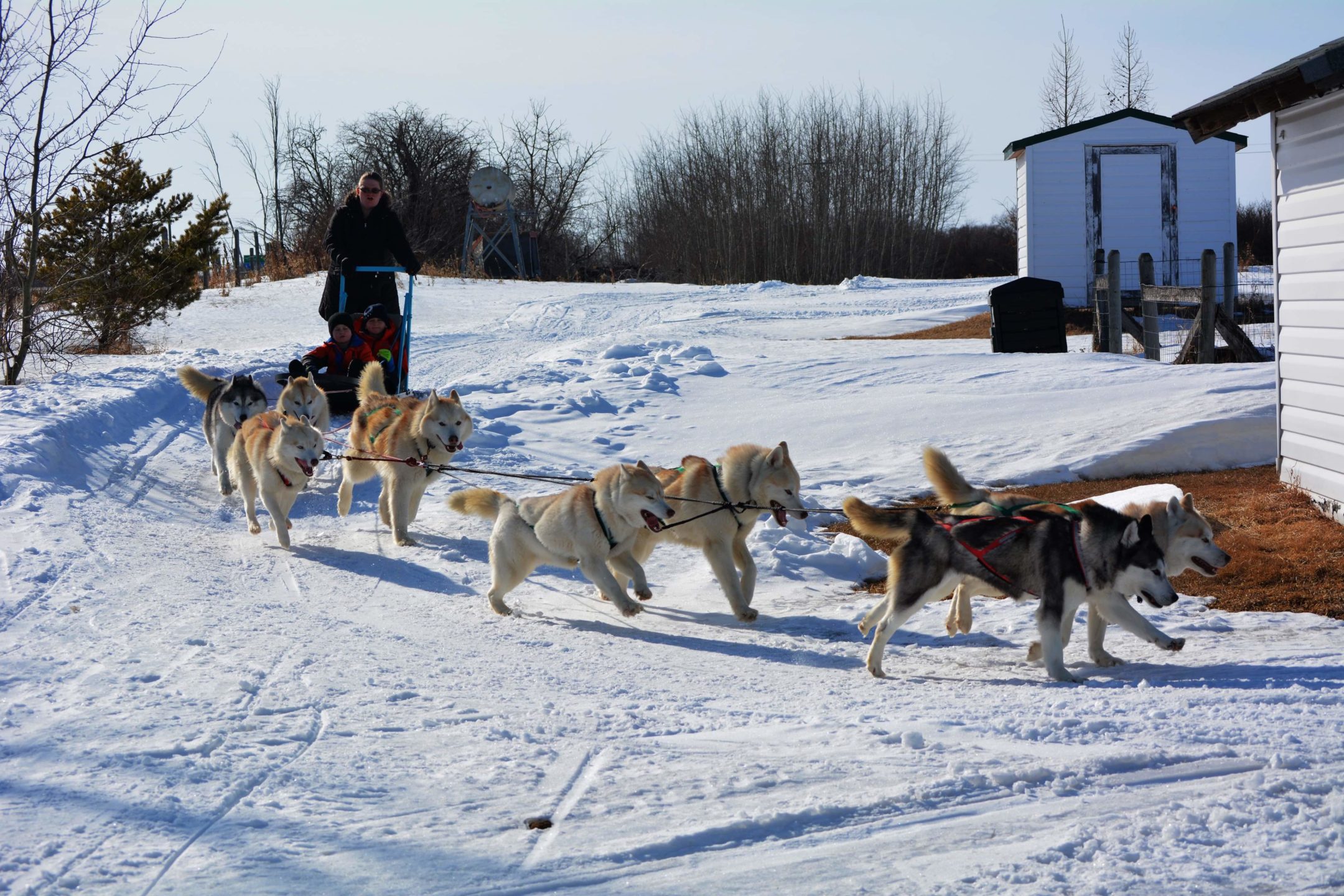 What Are The Commands For Sled Dogs