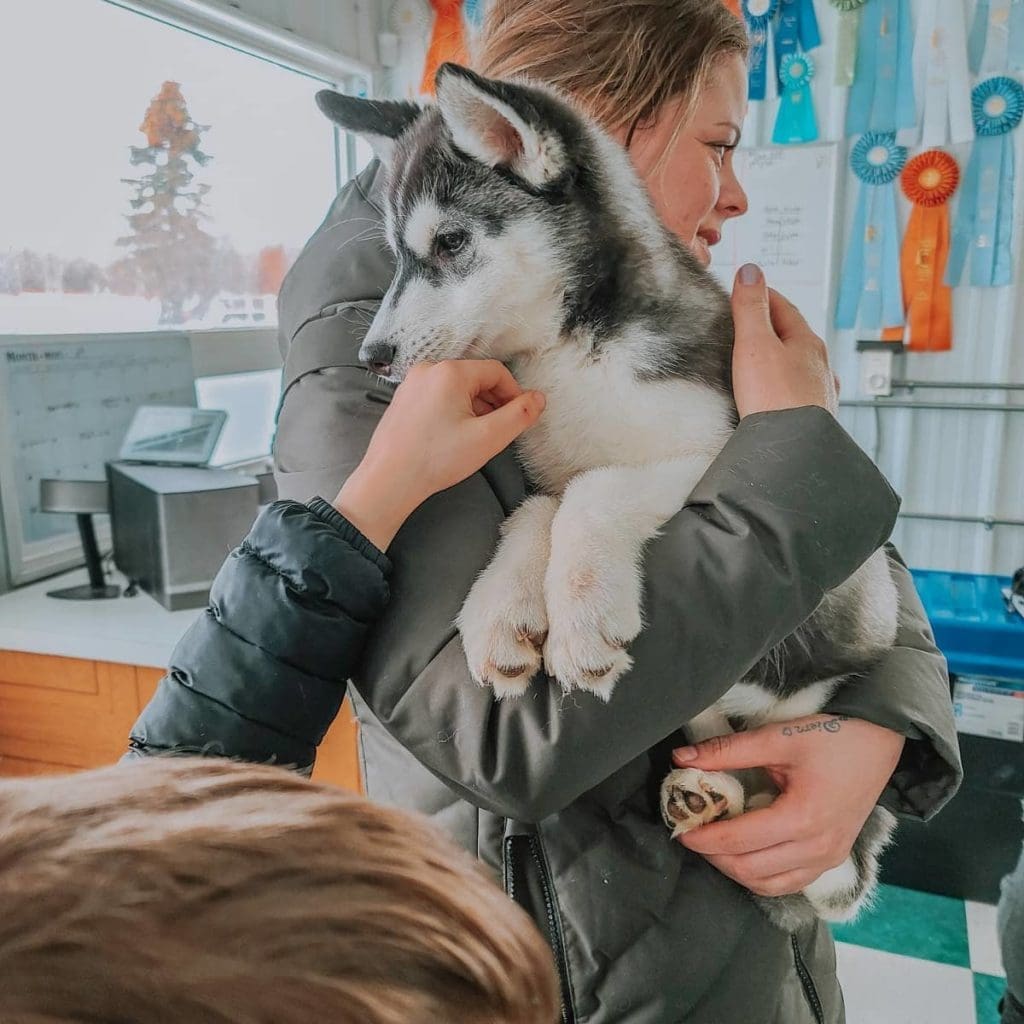 Whirlwind Acres Huskies