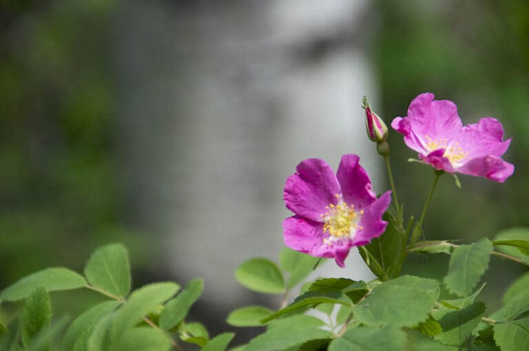 Alberta Rose  768x510