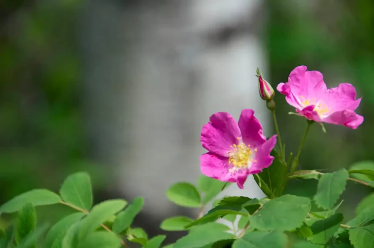 Alberta Rose  768x510