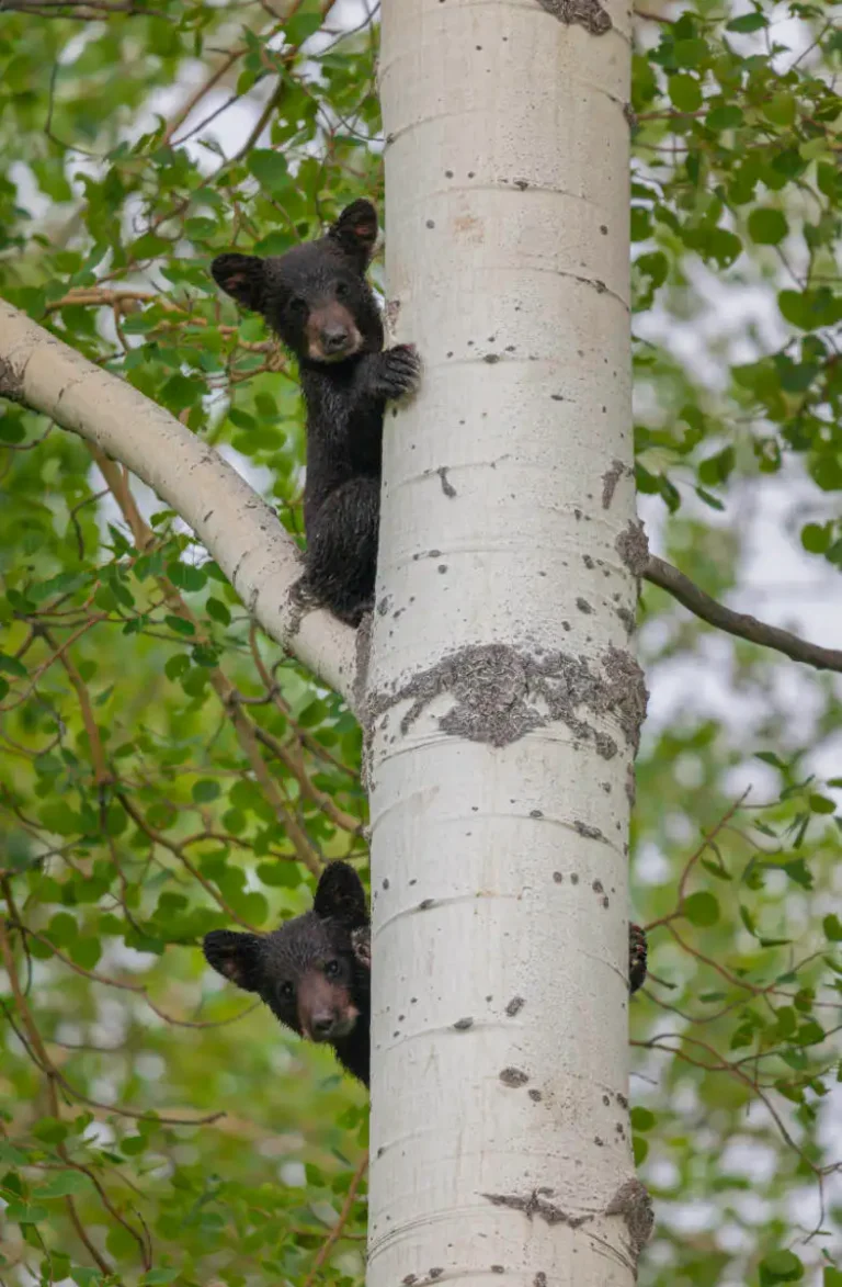 Bear Cubs 768x1173