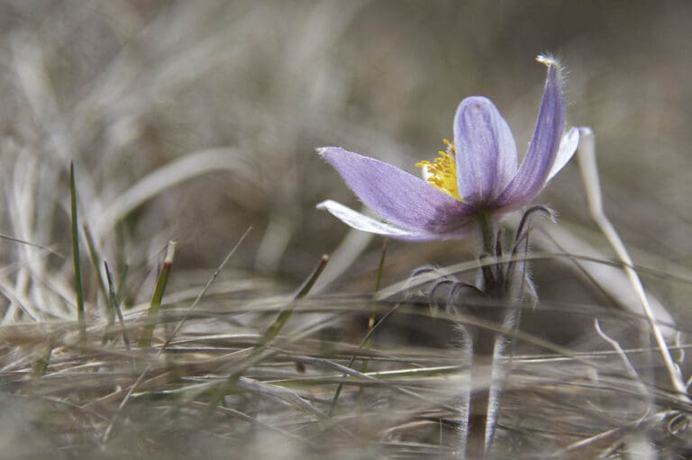 Crocus 768x511
