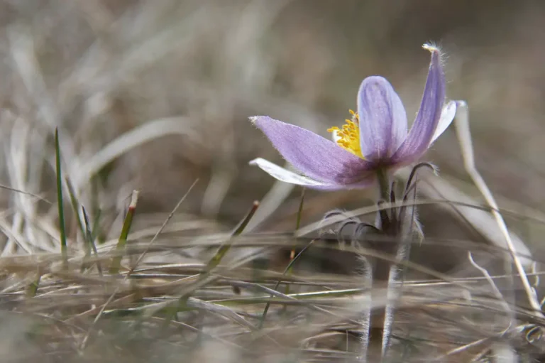 Crocus 768x511