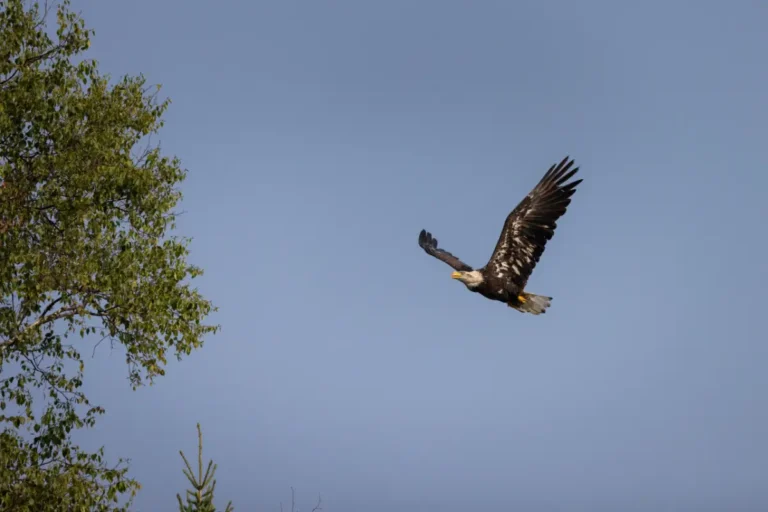 RiverGuideDay4FinalsPaulLavoieImages Eagle4 768x512