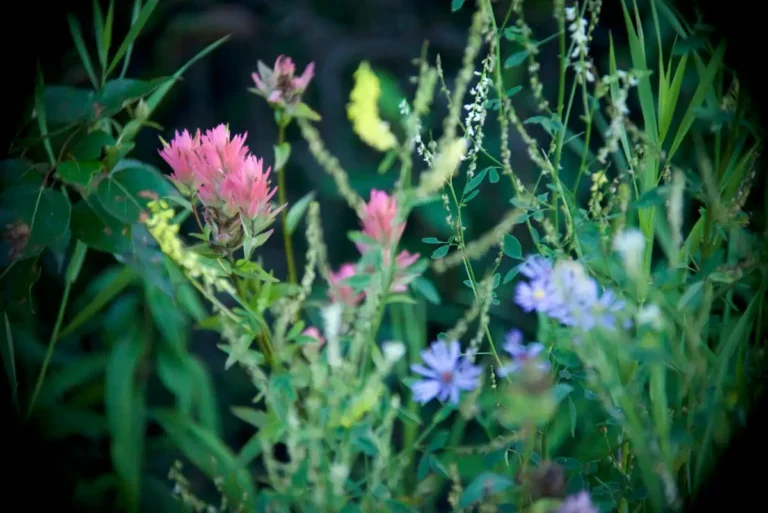 Wild Flowers 768x513