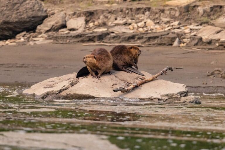 Beavers  768x512