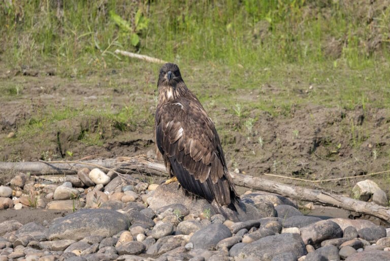 Eagle 1 2 768x513