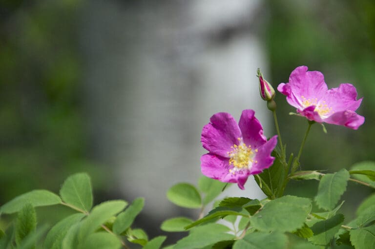 Flora 1 1 768x510