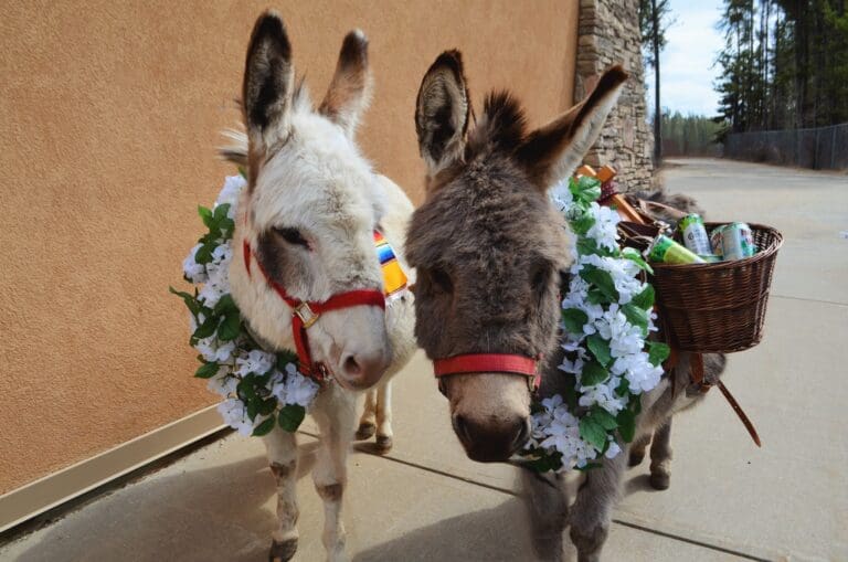 Tipsy Burro Drinks 768x509