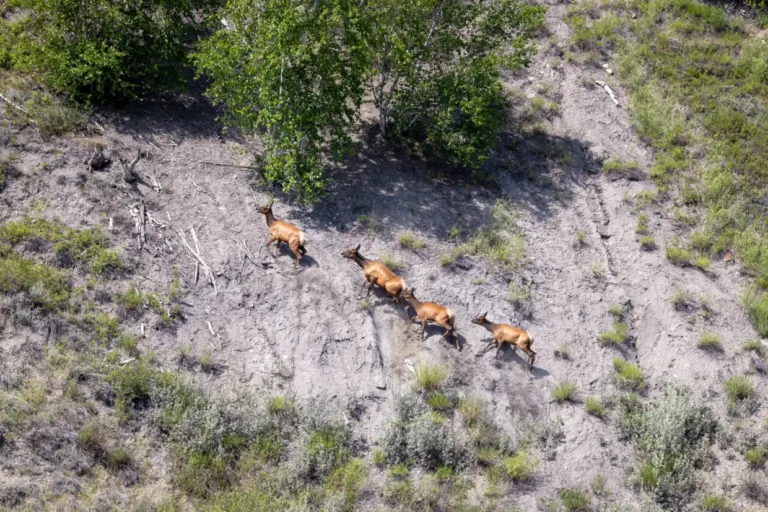 KM360ElkGuidePeacePaulLavoieImages 2 768x512