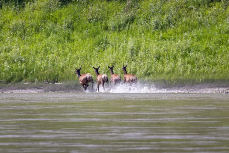 KM360ElkGuidePeacePaulLavoieImages 768x512