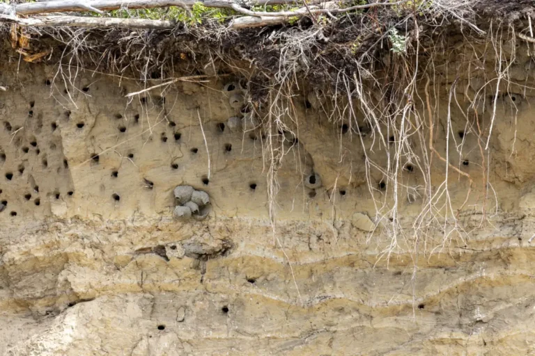 KM94.5 Swallow Nest Smoky River Guide 2 768x512