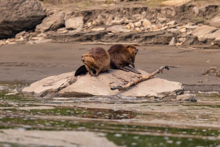 MPTARiverGuidePaulLavoieBeaver3 768x512